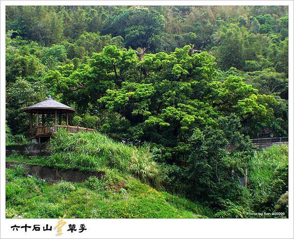 下六十石山前遇到的老茄冬樹