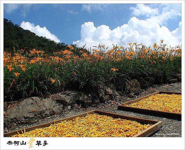 這片花田應該是赤柯山最大的一片