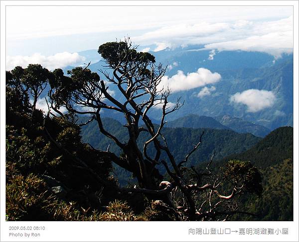 山上的樹都很有型