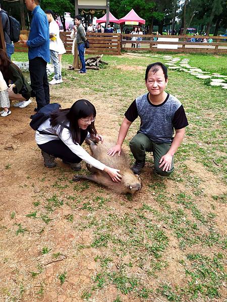 46桃園楊梅埔心牧場放牧草原.jpg