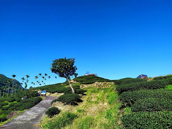 57雲林古坑後棟仔山.jpg