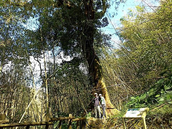 50嘉義阿里山迷糊步道茄苳巨木.jpg