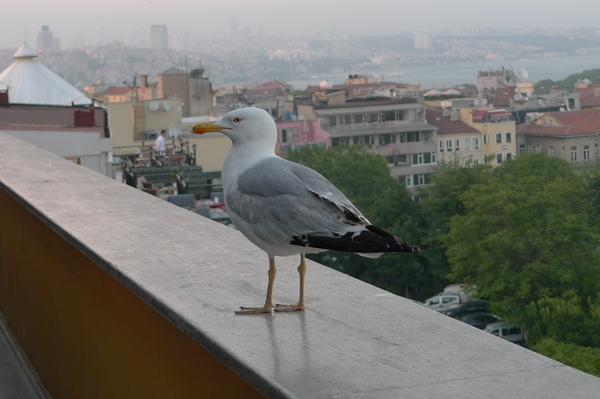 海鷗來覓食~