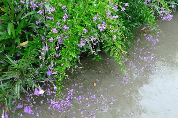 被雨打落地的花