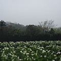 整片ㄉ海芋田喔