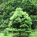 IMG_6450.jpg