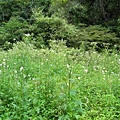 IMG_6473.jpg