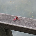 IMG_6505.jpg