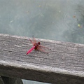 IMG_6506.jpg