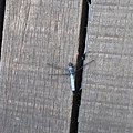 IMG_6508.jpg