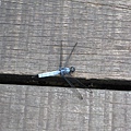 IMG_6509.jpg