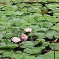 IMG_6512.jpg
