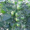 CIMG1384.JPG