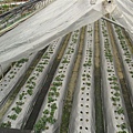TXG 086.jpg