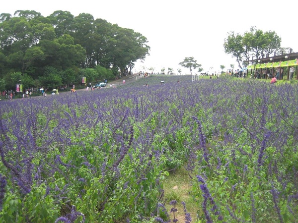 大溪花海 054.jpg