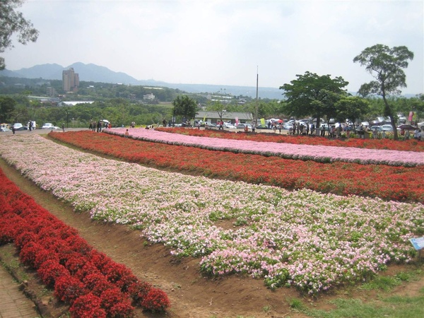 大溪花海 068.jpg