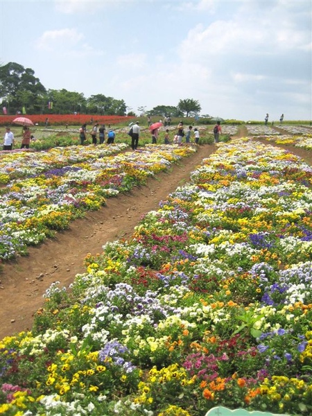 大溪花海 070.jpg