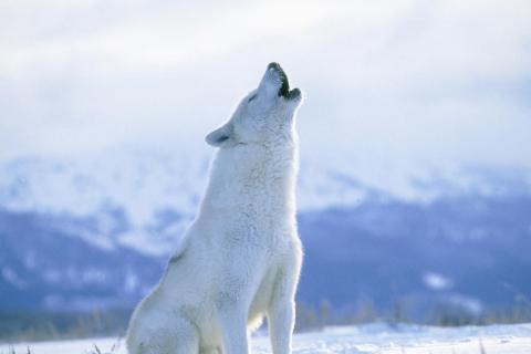 arctic-wolf-howling-spirit-10813-480x320.jpg arctic-wolf-howling-spirit-10813-480x320.jpg