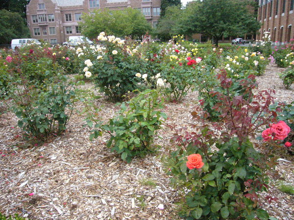 薔薇花園