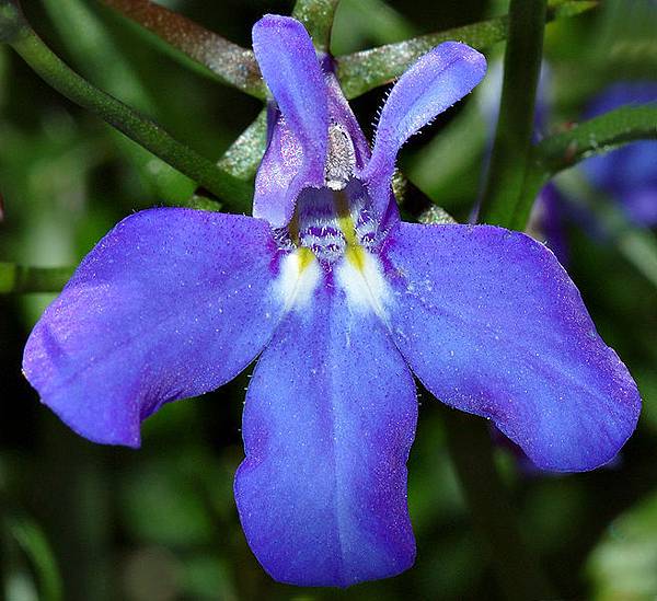 656px-Lobelia_close-up_(aka)