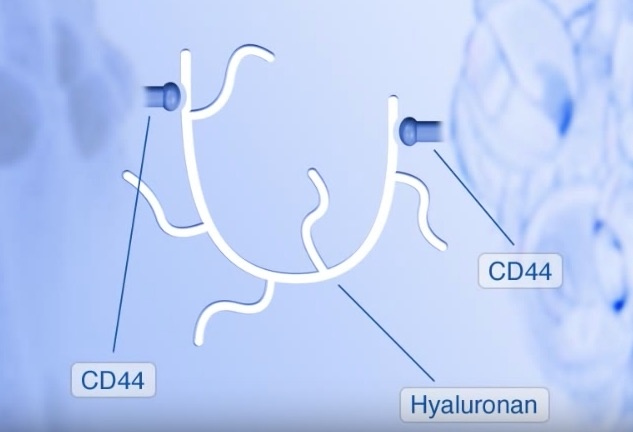 cd44.jpg