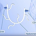 cd44.jpg