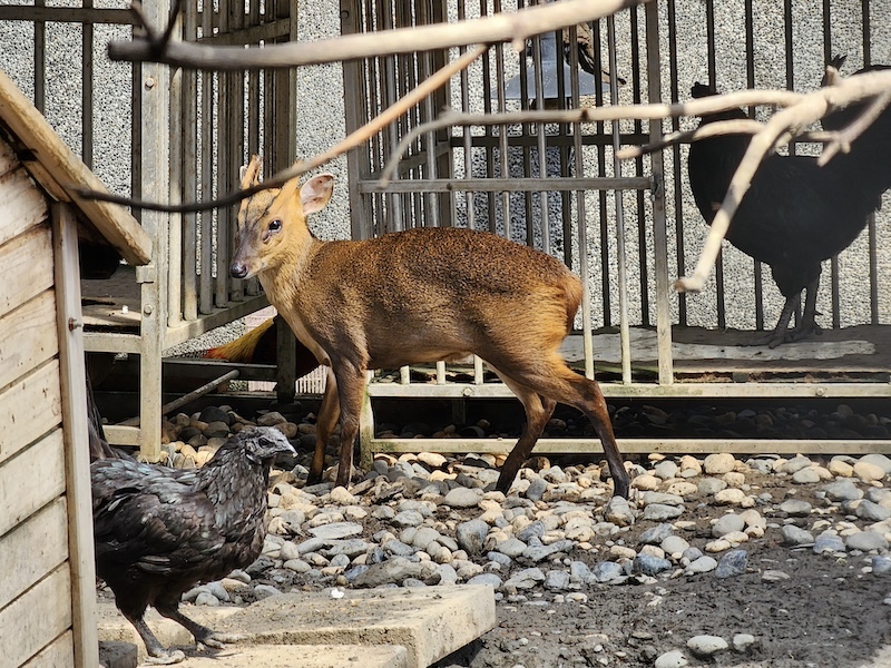 2022-09-25 [宜蘭] 親水89饗樂民宿～住在動物園