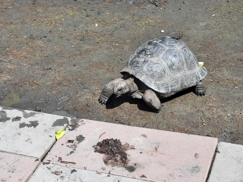 2022-09-25 [宜蘭] 親水89饗樂民宿～住在動物園