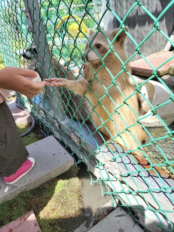 2022-09-25 [宜蘭] 親水89饗樂民宿～住在動物園