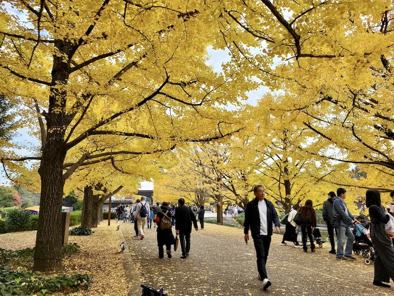 2023-11-23 東京賞楓旅Day5 昭和紀念公園銀杏步