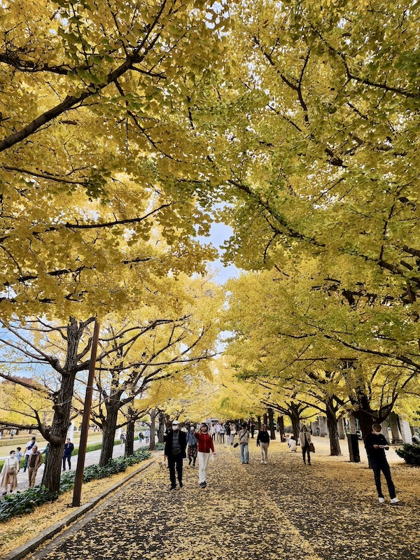 2023-11-23 東京賞楓旅Day5 昭和紀念公園銀杏步