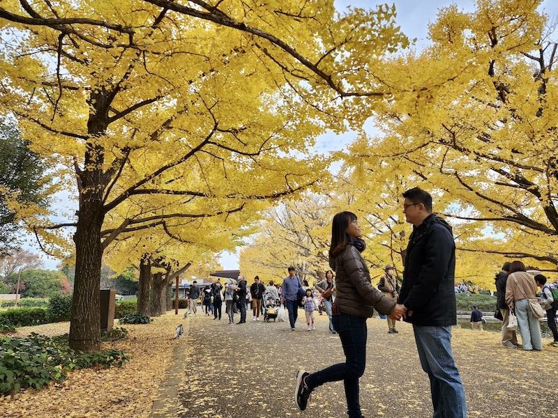 2023-11-23 東京賞楓旅Day5 昭和紀念公園銀杏步