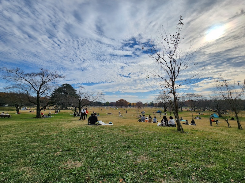 2023-11-23 東京賞楓旅Day5 昭和紀念公園銀杏步