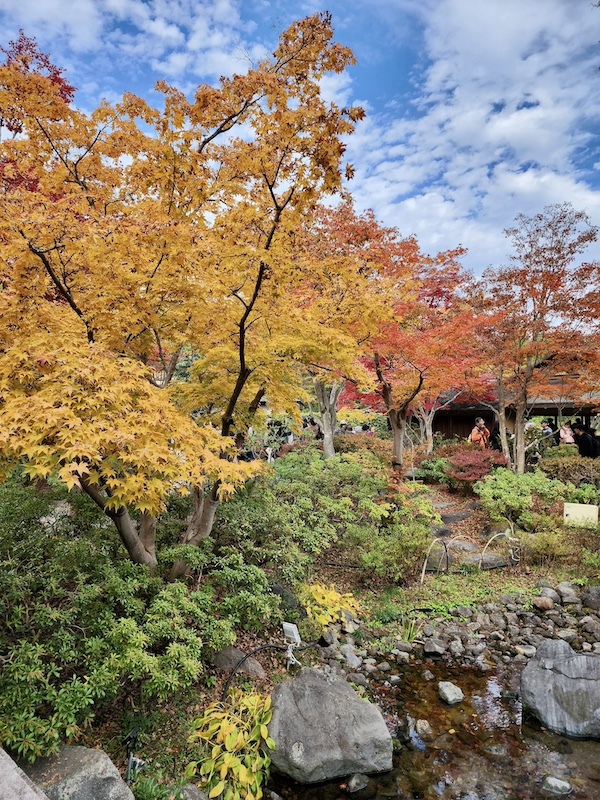 2023-11-23 東京賞楓旅Day5 昭和紀念公園銀杏步