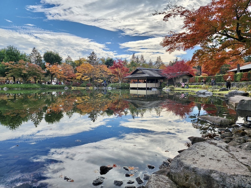 2023-11-23 東京賞楓旅Day5 昭和紀念公園銀杏步