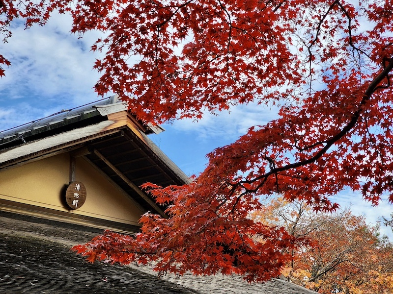 2023-11-23 東京賞楓旅Day5 昭和紀念公園銀杏步