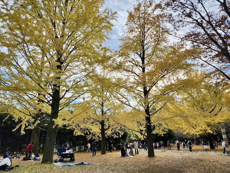 2023-11-23 東京賞楓旅Day5 昭和紀念公園銀杏步