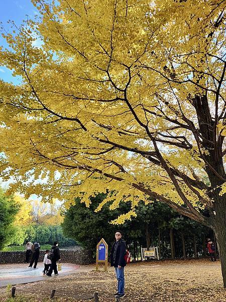 2023-11-23 東京賞楓旅Day5 昭和紀念公園銀杏步