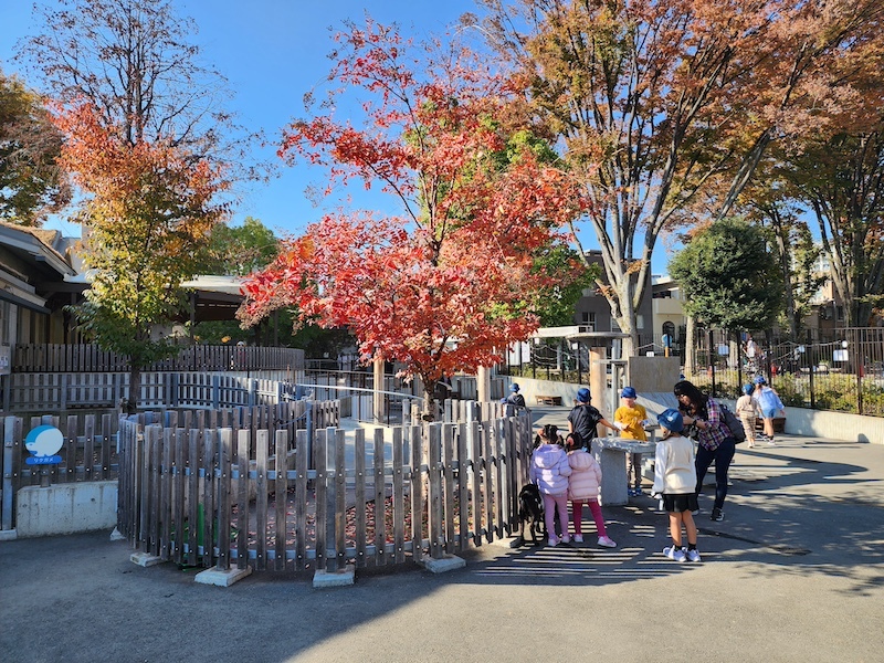 2023-11-24 東京賞楓旅Day6 板橋兒童動物園摸到