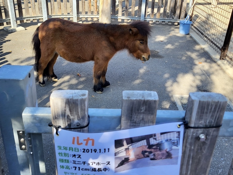 2023-11-24 東京賞楓旅Day6 板橋兒童動物園摸到