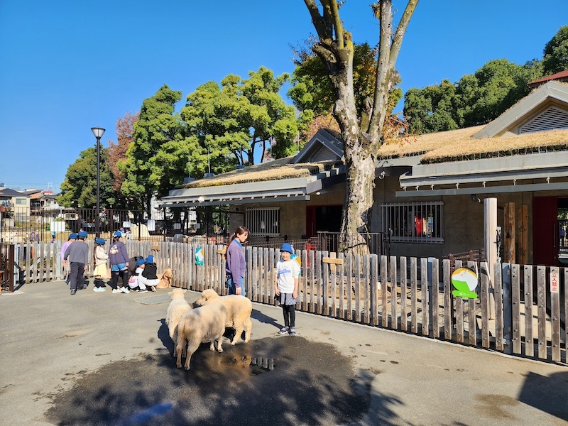 2023-11-24 東京賞楓旅Day6 板橋兒童動物園摸到