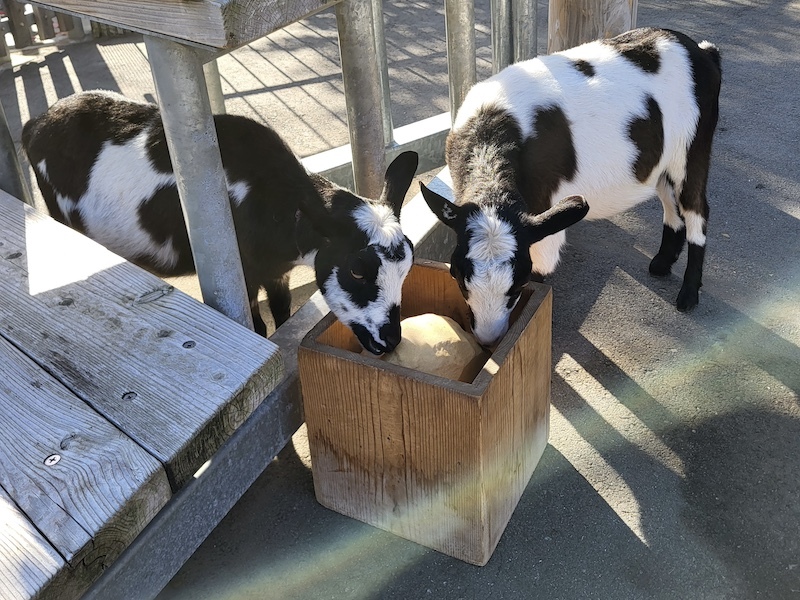 2023-11-24 東京賞楓旅Day6 板橋兒童動物園摸到