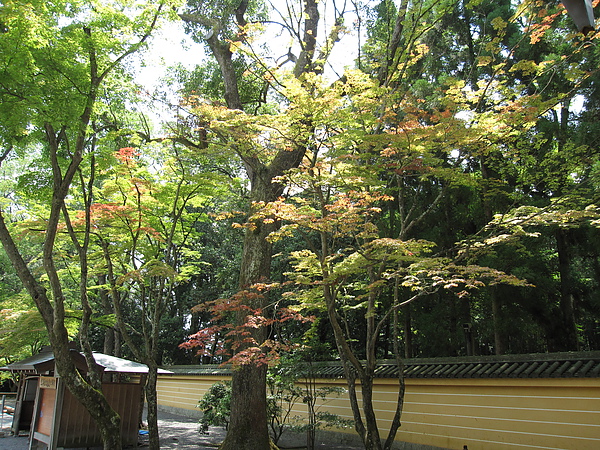 京都常會發現意外的美景，像這棵樹好有層次