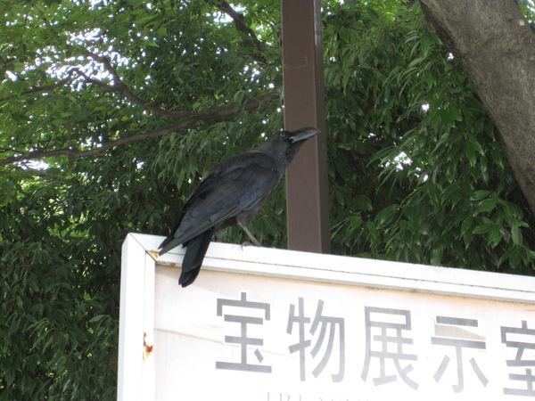 一路上都有的烏鴉,在日本是吉祥的鳥