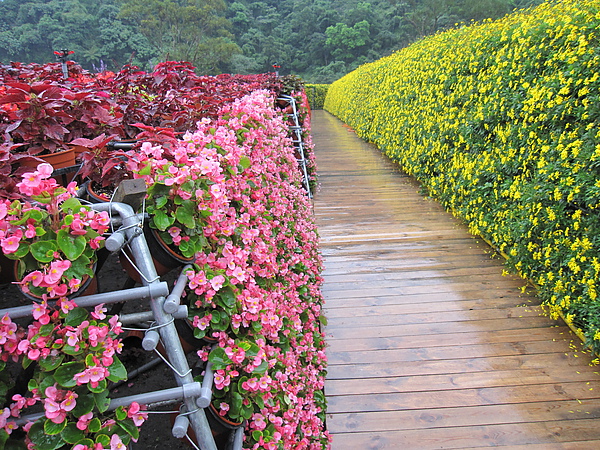 用很多花來打造的迷宮花園