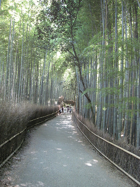 竹林の道