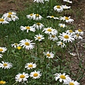 DSC06606.jpg