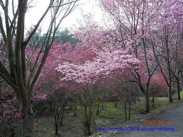 武陵茶莊和茶園_04