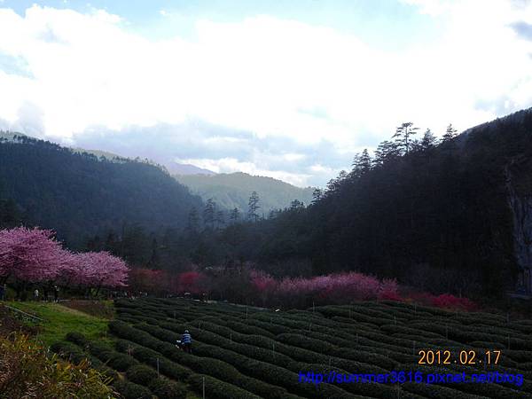 武陵茶莊和茶園_23