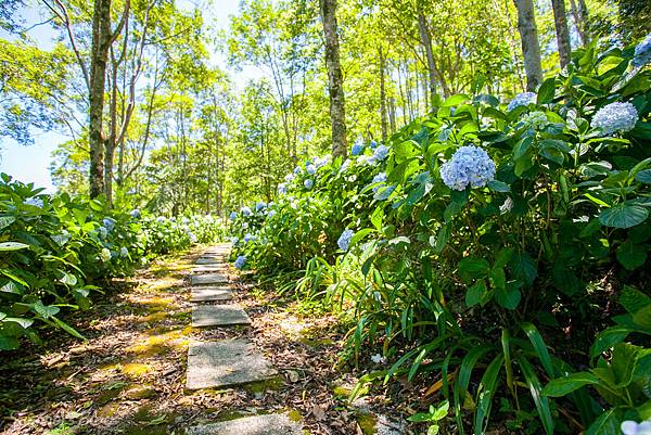 _MG_5490.jpg _MG_5490.jpg
